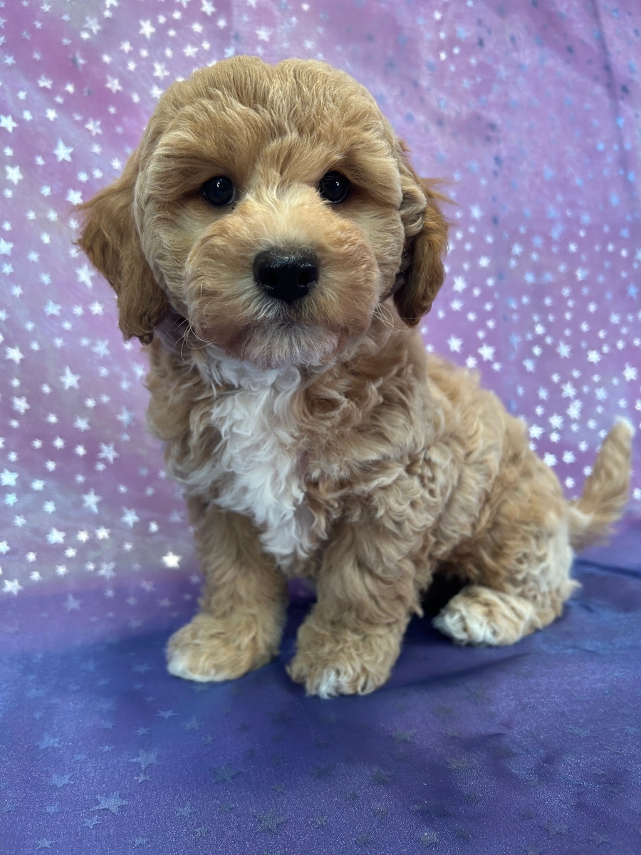 Male Bichon Poodle Puppy for Sale DOB 9-3-2025 $950